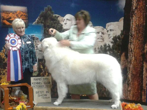 GCH Szumerias Wildwood Silver Six Pence